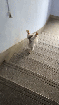GIF：熊孩子第一次走秀，这个姿势hold住全场啊！