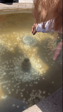 GIF：熊孩子第一次走秀，这个姿势hold住全场啊！