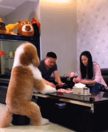 有意思的动图：爱吃螺蛳粉和蛋糕的都沉默了
