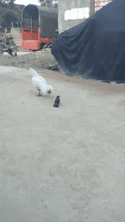 精彩GIF：程序猿的沙雕日常