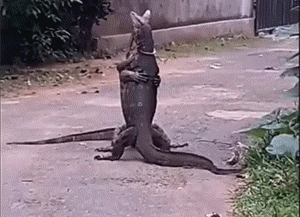 风趣GIF：大姐跳的这么投入，我看得入迷忘记买菜了！