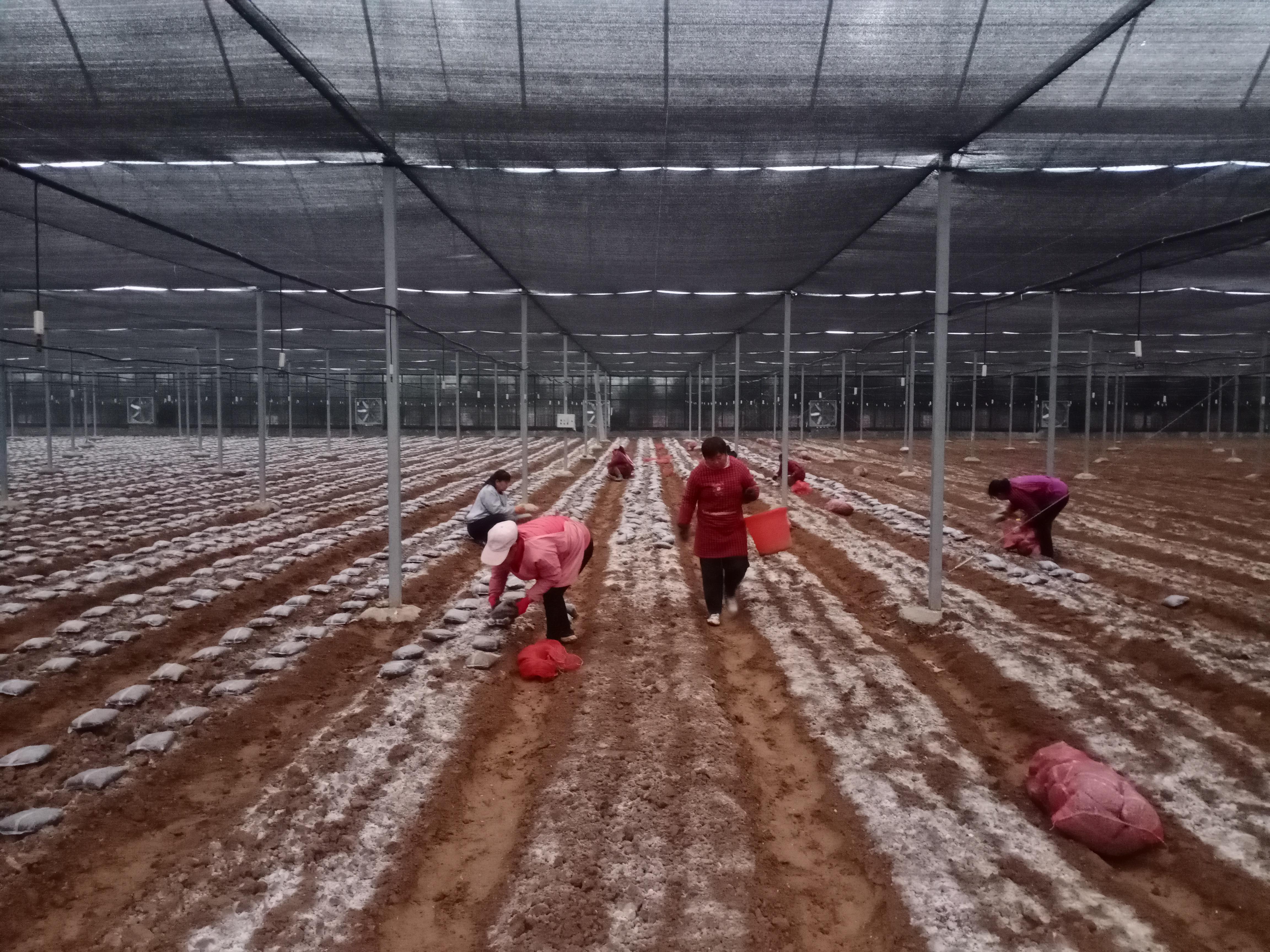 小小羊肚菌撑起“致富伞” 鹤壁淇滨区因地制宜发展特色产业