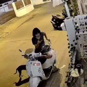 搞笑动态图：猴子狗狗作妖，当心了！