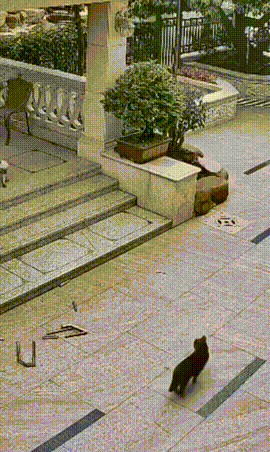 搞笑动态图：猴子狗狗作妖，当心了！
