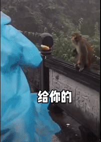 搞笑动态图：猴子狗狗作妖，当心了！
