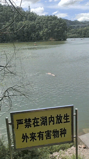搞笑的动态图：妈妈的大腿有毒吗？换叔叔来帮忙吸毒可好！