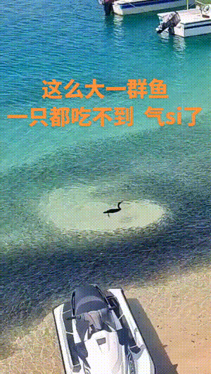 有趣的GIF图片：你被鲨鱼吃掉过吗？