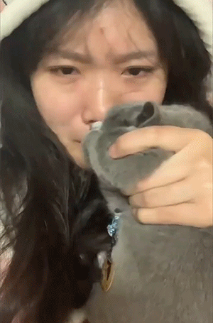 猫猫使用最全说明GIF图解！