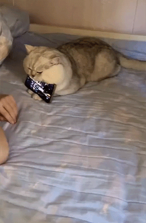 猫猫使用最全说明GIF图解！