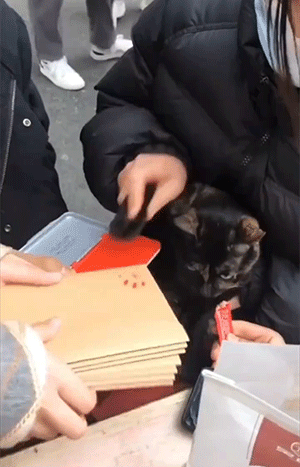猫猫使用最全说明GIF图解！