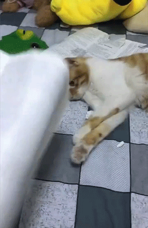 猫猫使用最全说明GIF图解！