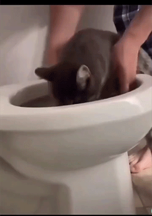 猫猫使用最全说明GIF图解！