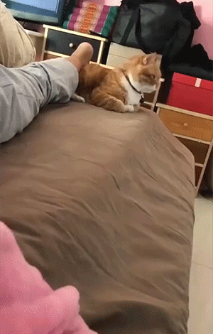 猫猫使用最全说明GIF图解！
