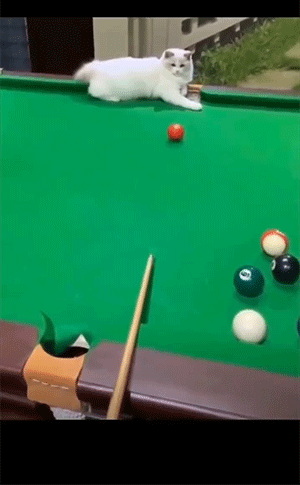 猫猫使用最全说明GIF图解！