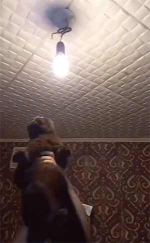 猫猫使用最全说明GIF图解！