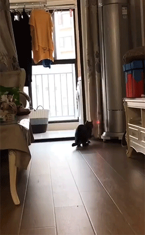 猫猫使用最全说明GIF图解！