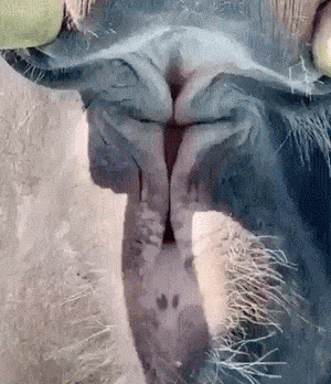 搞笑GIF：这消毒剂量也太大了吧！