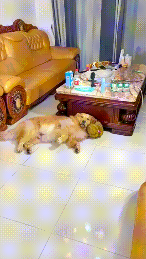 爆笑动图：猫：你知道我为了你俩付出了多少吗？