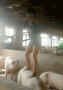 爆笑动图：猫：你知道我为了你俩付出了多少吗？