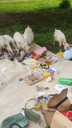 GIF：挖掘机：等下我看你怎么下去！