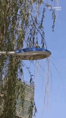 搞笑GIF：只是想庆祝夺冠而已