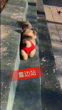 搞笑动图图片：祝伴郎伴娘早生贵子，百年好合