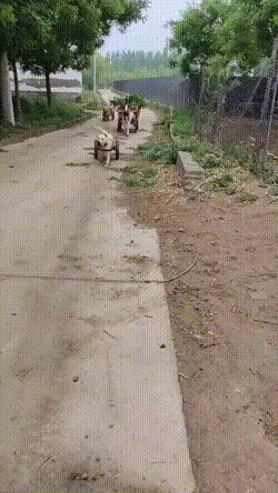 搞笑动图GIF：运动员此刻内心一万匹....