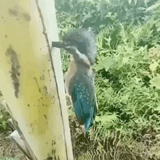 爆笑GIF：自己开车把自己给撞了？