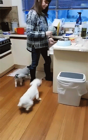爆笑GIF：自己开车把自己给撞了？