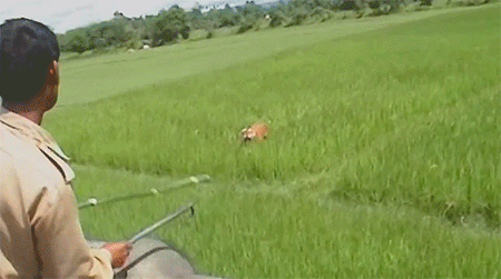 爆笑GIF：自己开车把自己给撞了？