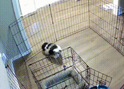 爆笑GIF：自己开车把自己给撞了？