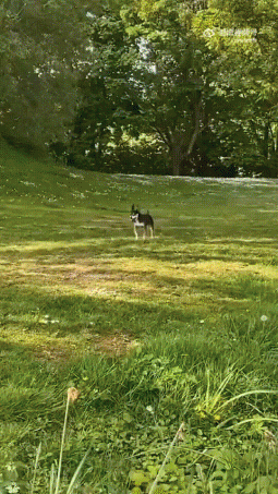 爆笑GIF：自己开车把自己给撞了？