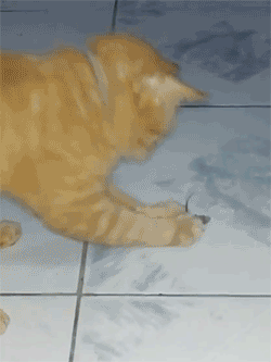 爆笑GIF：这以后分家了也方便，你一块我一块
