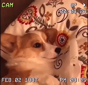 GIF集锦：能不能不要这么好笑！