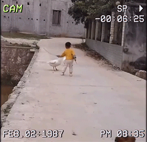 GIF集锦：能不能不要这么好笑！