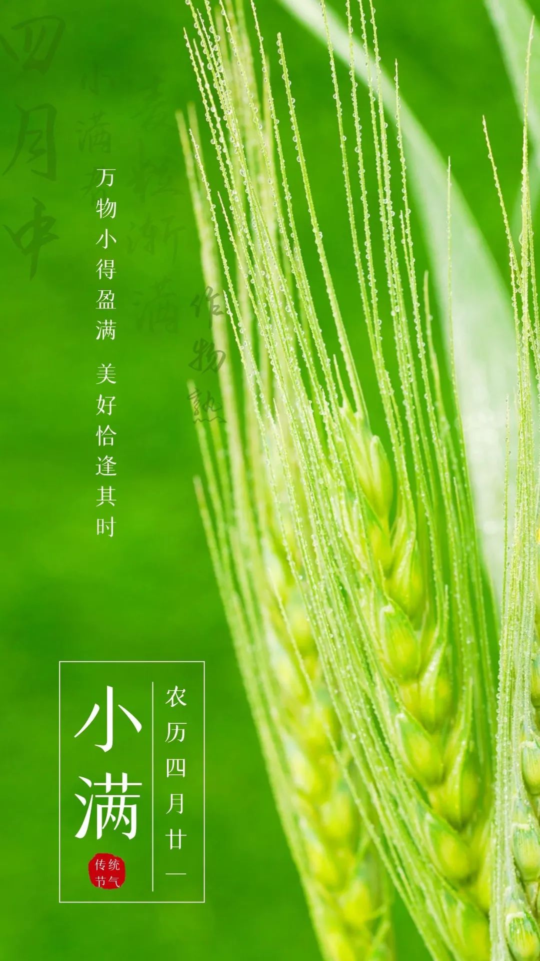 小满图片配图高清唯美大全，小满文案祝福语句子