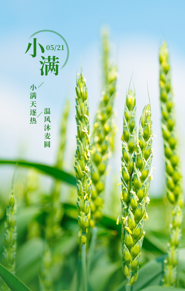 小满图片配图高清唯美大全，小满文案祝福语句子