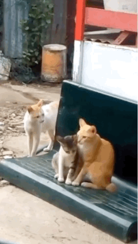 有趣的动图GIF：孩子妈妈，你是不是忘了点什么