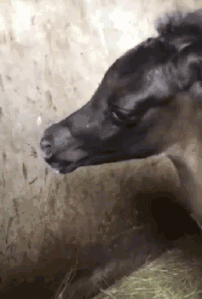 搞笑GIF：舔狗是没有未来的