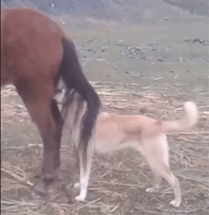 搞笑GIF：舔狗是没有未来的