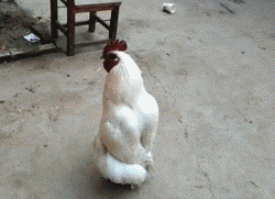 搞笑GIF：舔狗是没有未来的