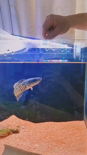 搞笑GIF：舔狗是没有未来的