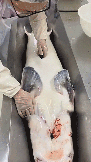 搞笑GIF：舔狗是没有未来的