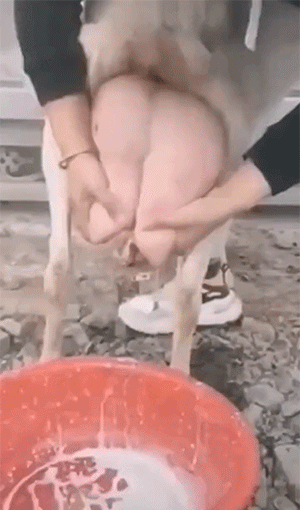 搞笑动图图片：我现在相信隆胸能挡子弹了