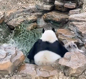 爆笑的GIF:想逃却逃不掉!哈哈哈!
