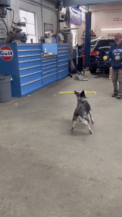 搞笑GIF：啊这……100%杀灭病毒！