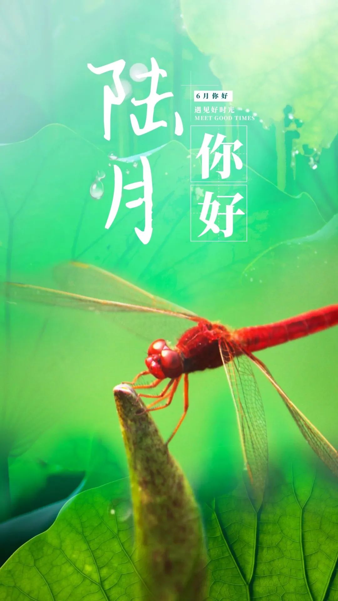 6月你好图片配图高清唯美简单带字，六月朋友圈抖音文案短句语录