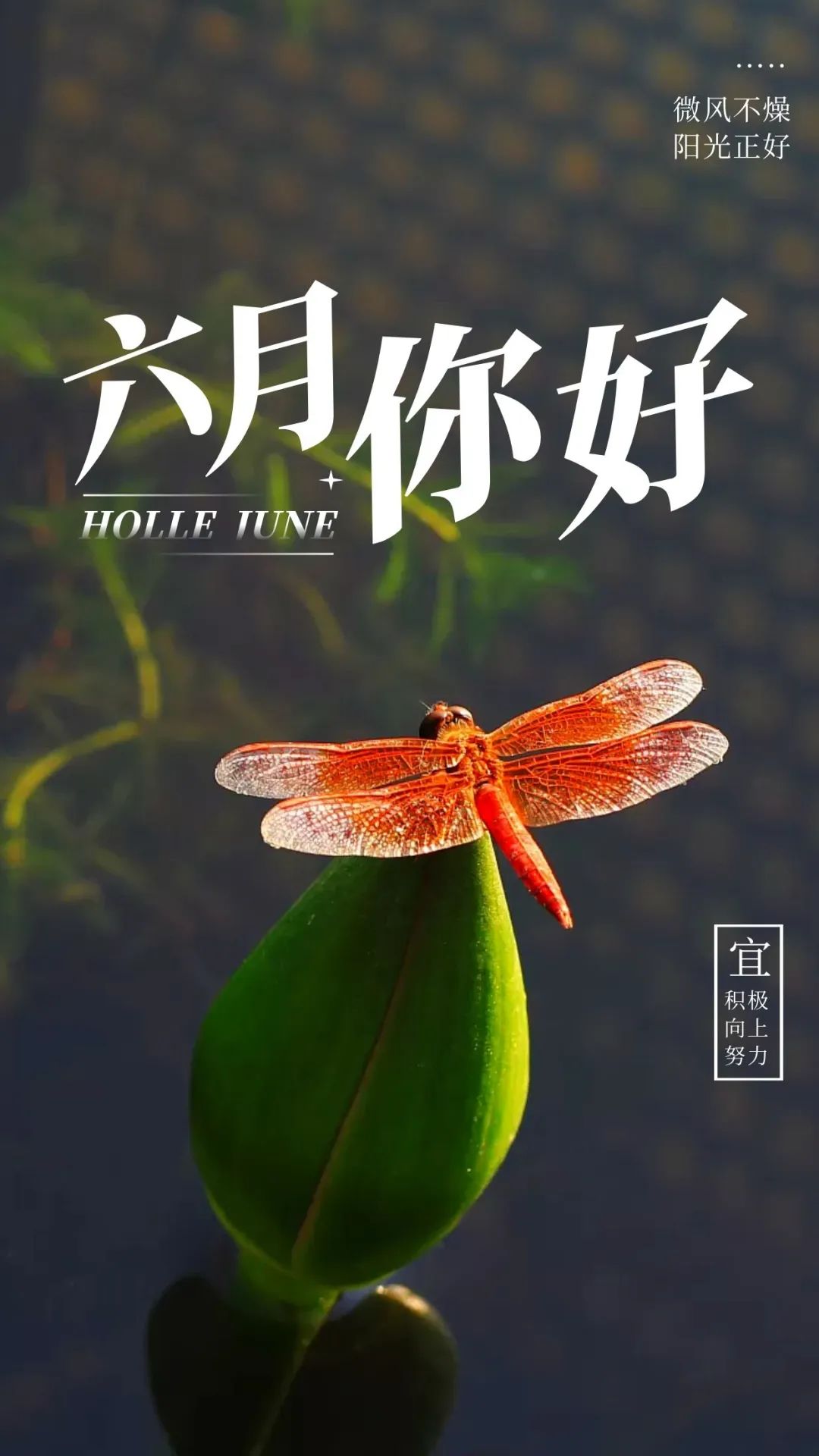 6月你好图片配图高清唯美简单带字，六月朋友圈抖音文案短句语录