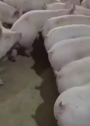 搞笑有趣的GIF：女朋友煮的玉米就是不一样