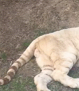 搞笑有趣的GIF：女朋友煮的玉米就是不一样